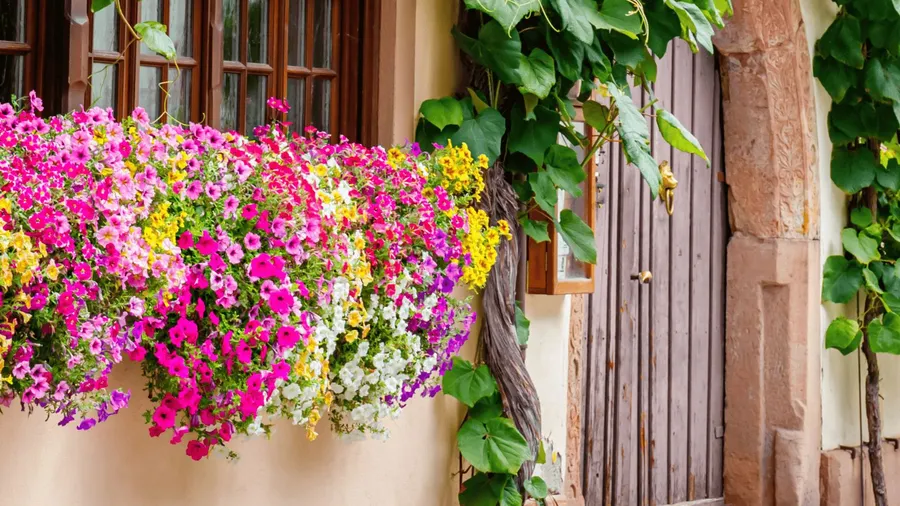A vibrant flower box overflowing with pink, yellow, and white blooms beside a wooden door and green vines.