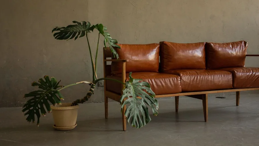 Stylish living room with a brown leather sofa, large leafy plant, and minimalist background.