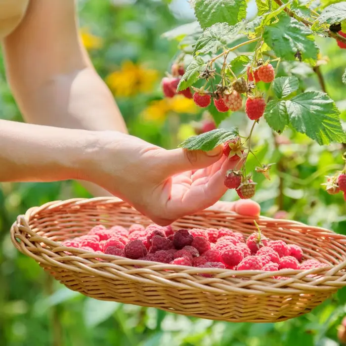 You’re Not From Alaska If You Skip This Wild Berry Jam