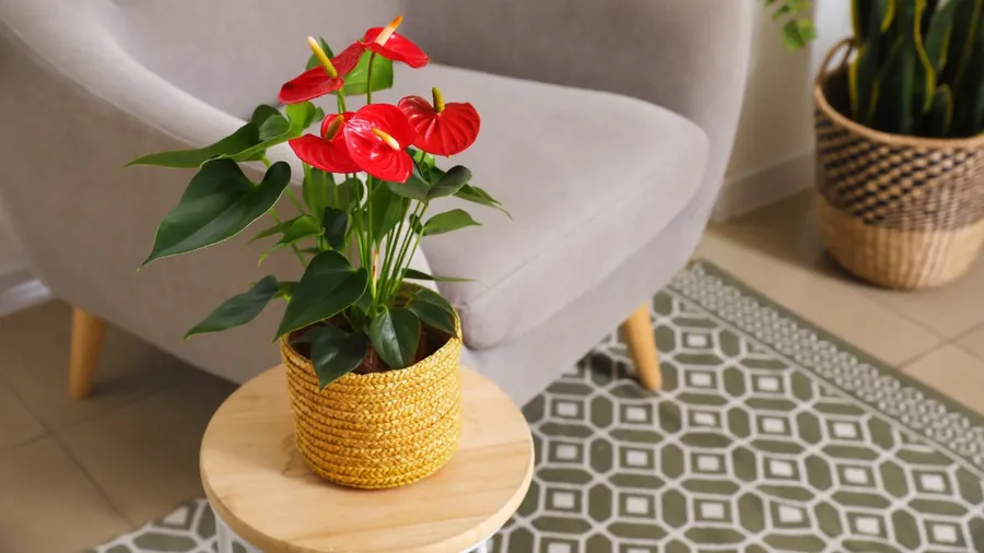 Red anthurium with glossy leaves in a yellow woven basket on a wooden table.