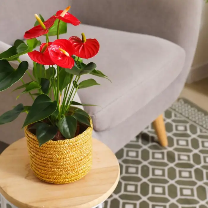 Feng Shui Plants to Attract Positivity and Prosperity