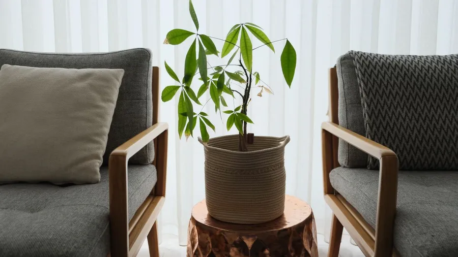 Small indoor tree (possibly a money tree) in a woven basket, placed between two chairs in a living room.