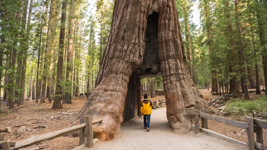 Giant Sequoia, Mariposa Grove, Yosemite National Park, California