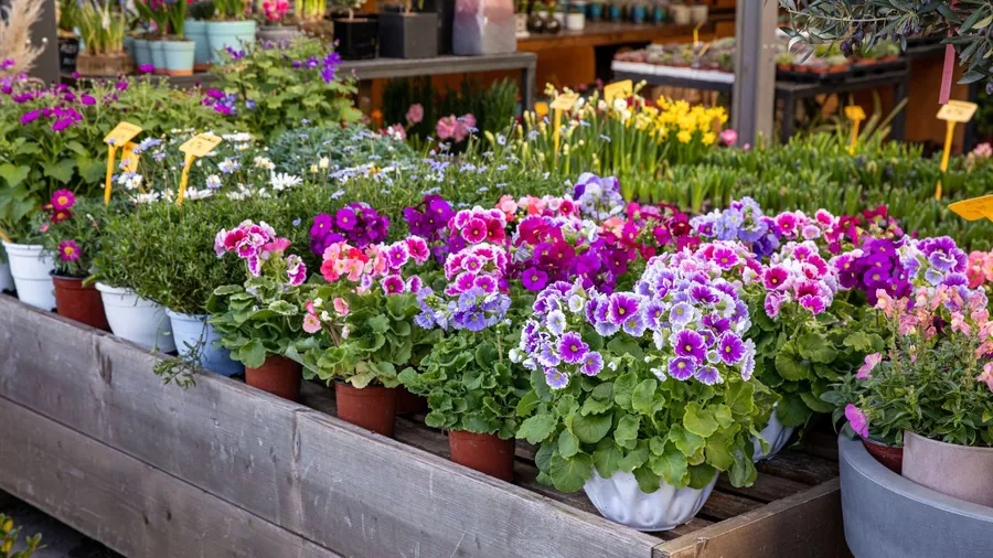 Mixed tiny pink, yellow, and white sweet primula polyanthus flowers.