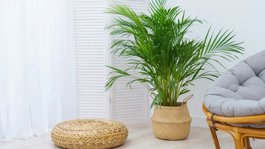 A room interior with a rattan chair, floor cushion, and an areca palm tree in a wicker basket.