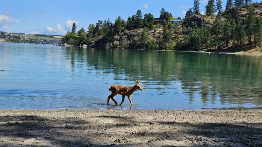 Deer Lake