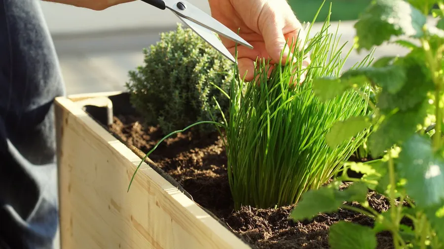Person trimming chives or green onions in a garden bed.