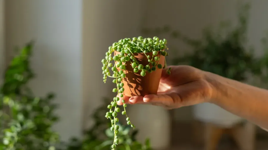 A person holding a small terracotta planter.