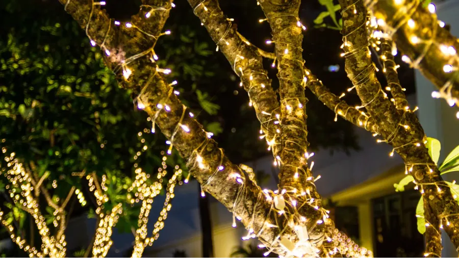 Illuminated fairy lights at night wrapped around the trees.