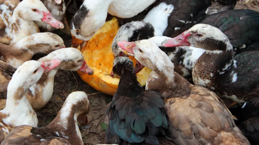 Ducks geese and muscovy ducks eat pumpkin in poultry. Poultry feeds in yard.