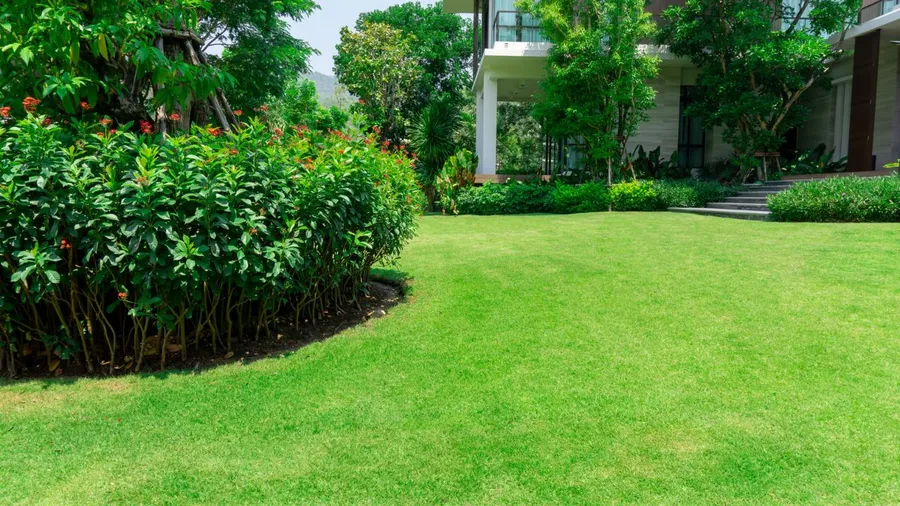 Well-manicured lawn with lush green grass and surrounding shrubs near a modern building.