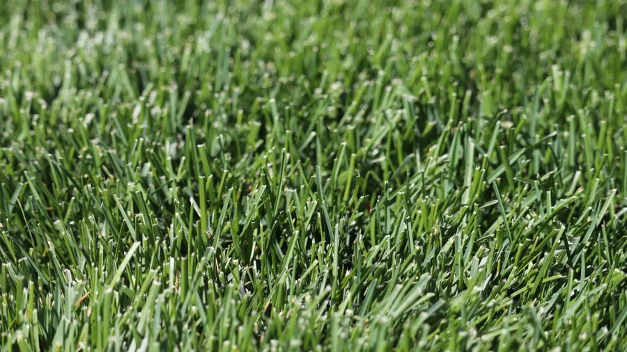 Closeup of a vibrant green lawn with long grass.