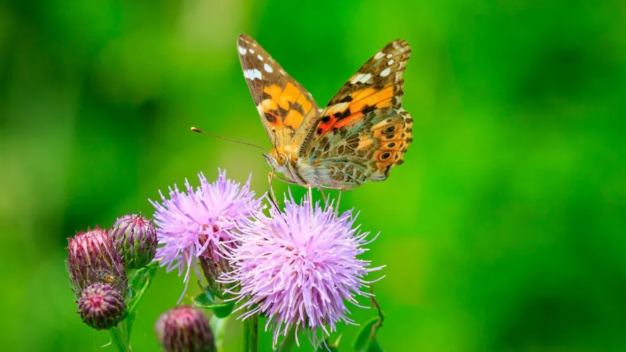 A butterfly perched on purple thistles against a blurred green background.