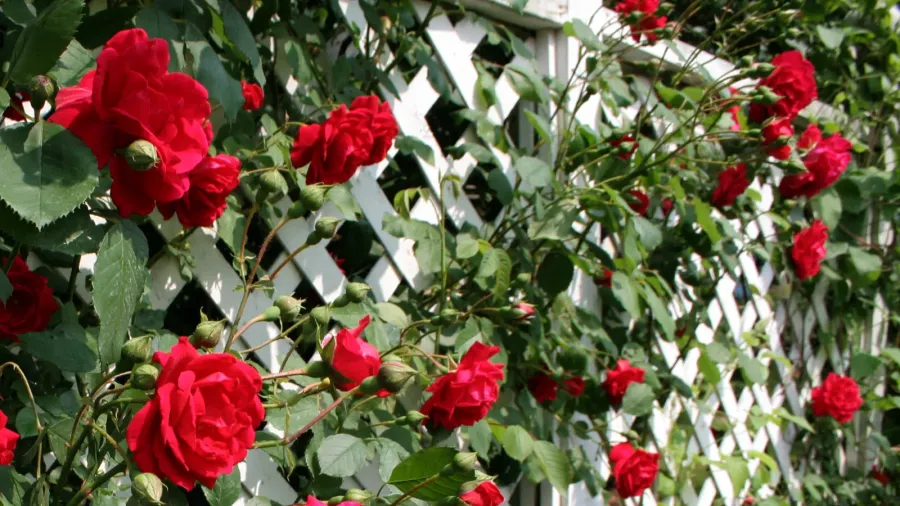 A beautiful garden trellis with red roses on it.