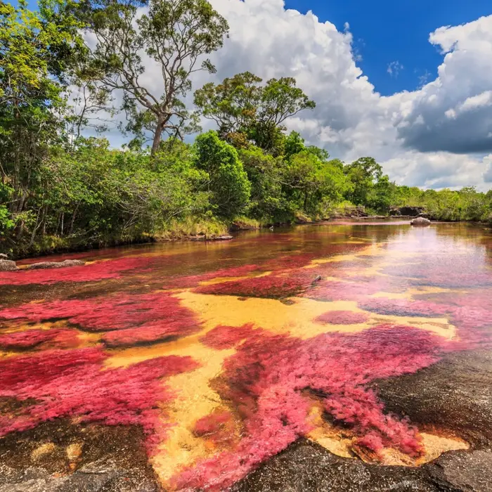 The Colombian river that turns five different colors during its short blooming season