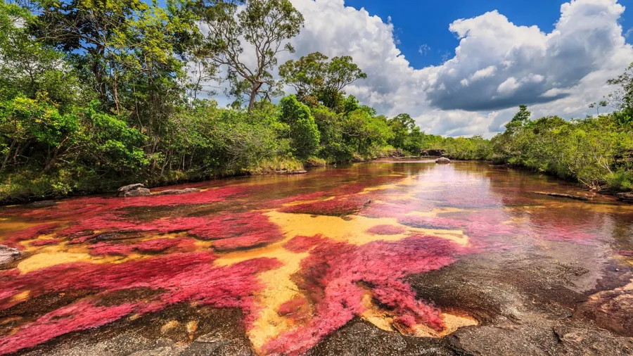 Cano Cristales (River of five colors), La Macarena, Meta, Colombia