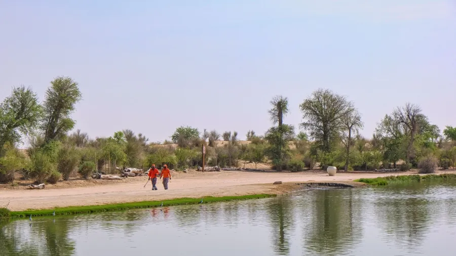 Dubai, UAE, 30.07.2023.Two male sanctuary workers wearing orange uniform walking along lake after flamingo feeding, at Al Qudra Lakes in Al Marmoom Desert Conservation Reserve