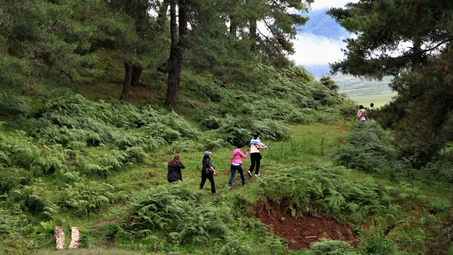 Trekking in bhutan forest,landscape of nature in Bhutan