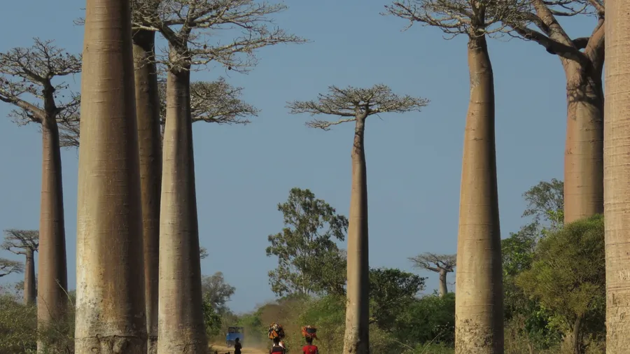 African women walking along the Avenue de Baobab, famous for its old and iconic Baobab trees on the island of Madagascar