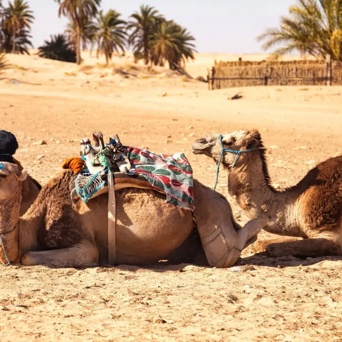 How Dubai’s desert zones became wildlife havens