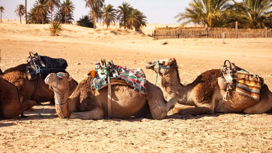 In the Sahara Desert, several camels lie relaxed on the sandy ground, adorned with colorful saddles. Palm trees and distant dunes create a serene backdrop in this arid environment.