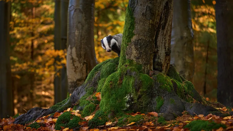 Forest nature. Badger hidden behind of tree in the wild nature. Hidden in bushes of cranberries. Nice wood in the background, Poland, Europe. Wildlife.