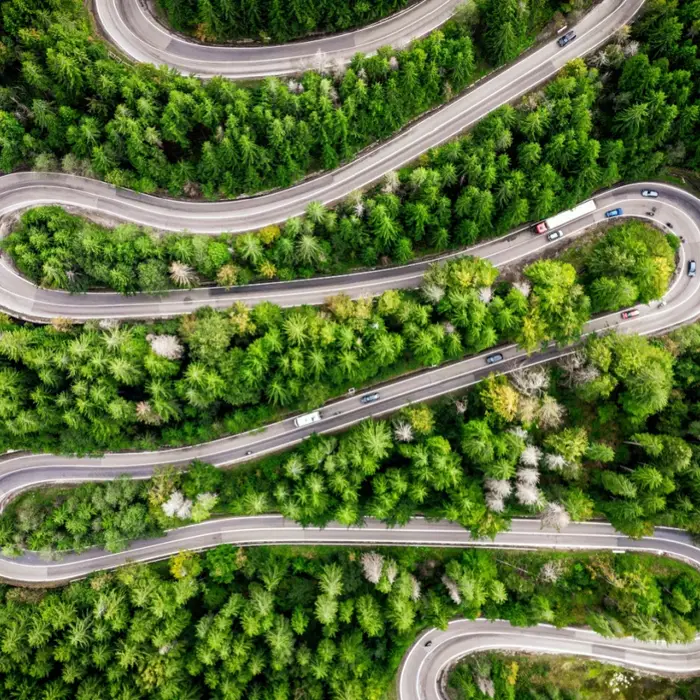 The mysterious forest in Romania where trees grow in spirals and circles