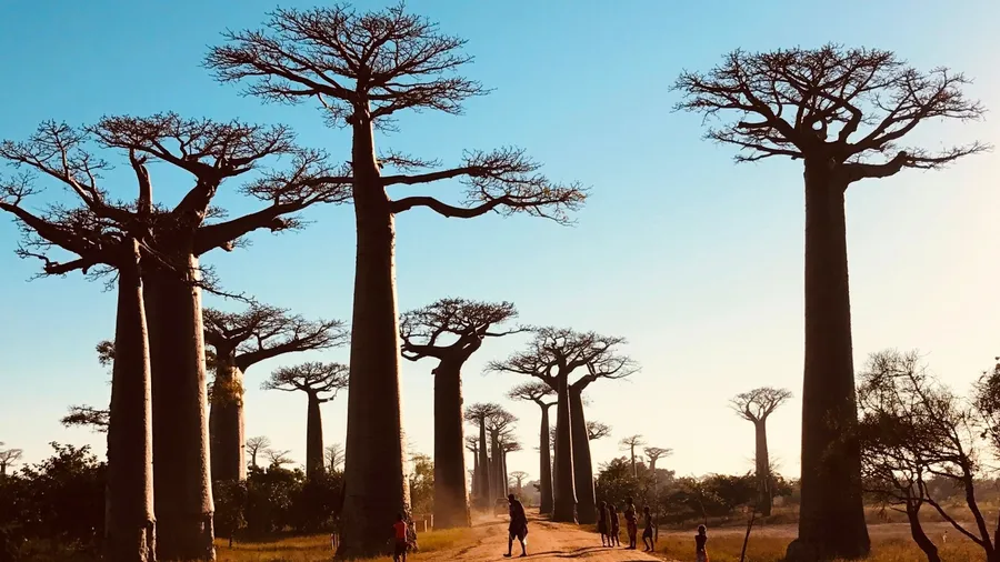 Beautiful Alley of baobabs. legendary Avenue of Baobab trees in Morondava. Iconic giant endemic of Madagascar. Unique forest of baobabs in world. Scenic orange road. Famous Adansonia Grandidieiri tree