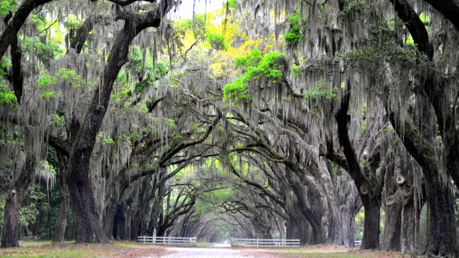 Beautiful road sheltered by oak trees and Spanish moss