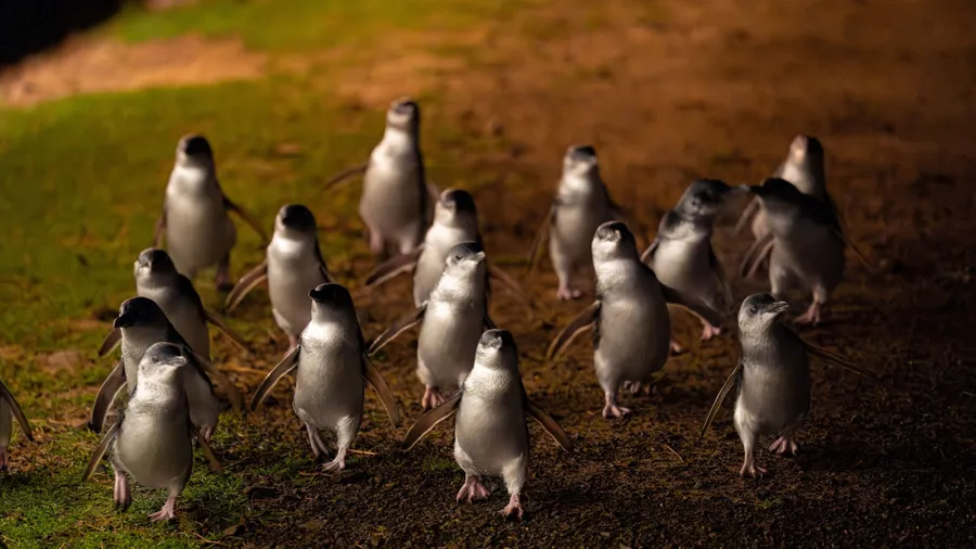 Penguin Parade in the Winter Evening at Phillip Island