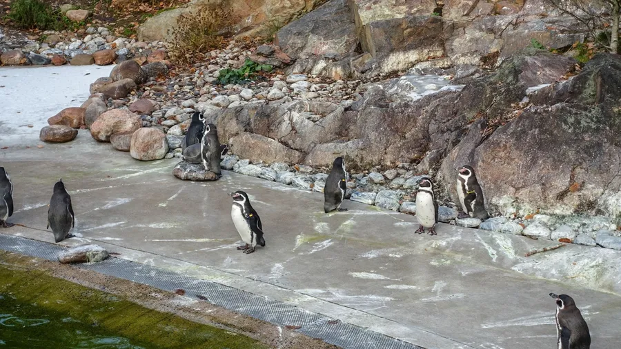 Penguins in Slottsskogens djurpark, a zoo with Swedish animals, a pond with seals and penguins. Located in central Gothenburg, Sweden.