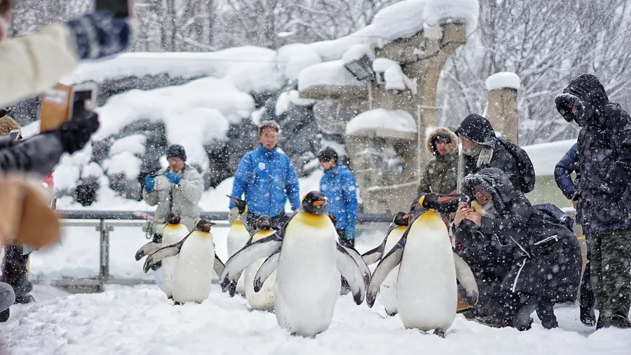 On 15 February 2018 “Penguin Walk” is an icon of winter in Asahiyama Zoo, that the most attractive events in Asahikawa, Hokkaido, Japan. People can see the lively penguins closely!