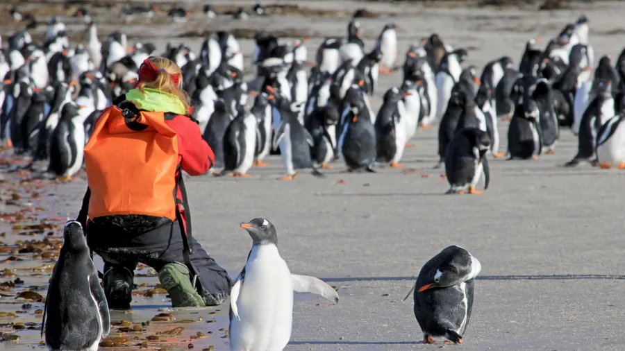 Photographer taking pictures of Gentoo penguins, Saunders, Falkland Islands, Malvinas