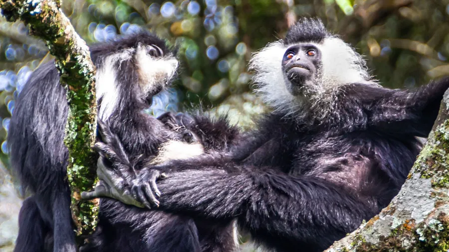 Wild Eastern Black-and-white Colobus among leaves. Close up portrait, blurred background. Black and white fur. Soft focuse.Rwanda. Nyungwe National park, Africa