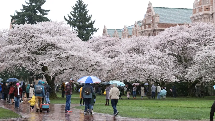 Seattle, WA, USA - March 20th 2022: Cherry blossom season. Rainy day. People with umbrellas at University of Washington, campus, Seattle, WA