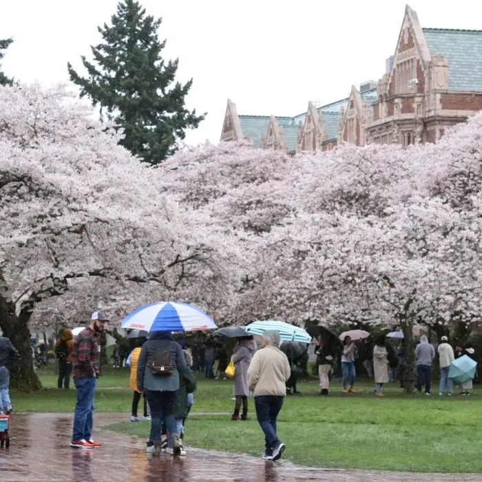 Why Washington state’s tree-covered high-rises are attracting global nature travelers