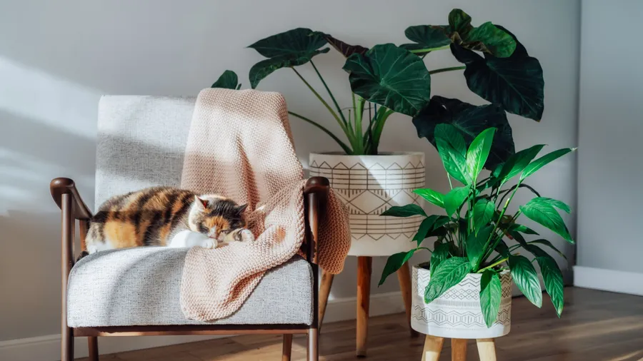 A cat relaxing on an armchair surrounded by houseplants.