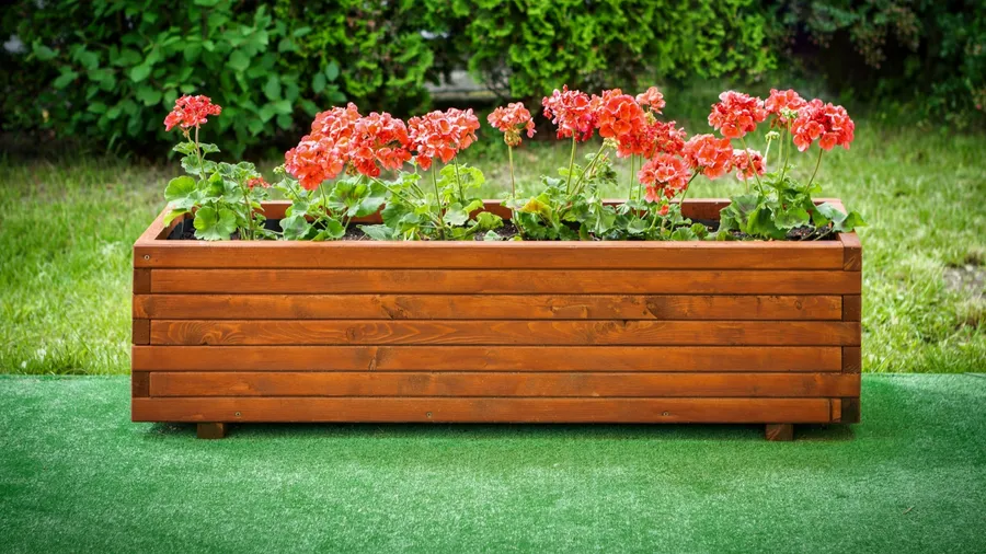 A wooden planter box filled with red geraniums against a green background.