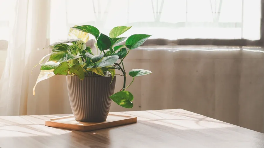 A potted golden pothos plant sits on a wooden table near a window.