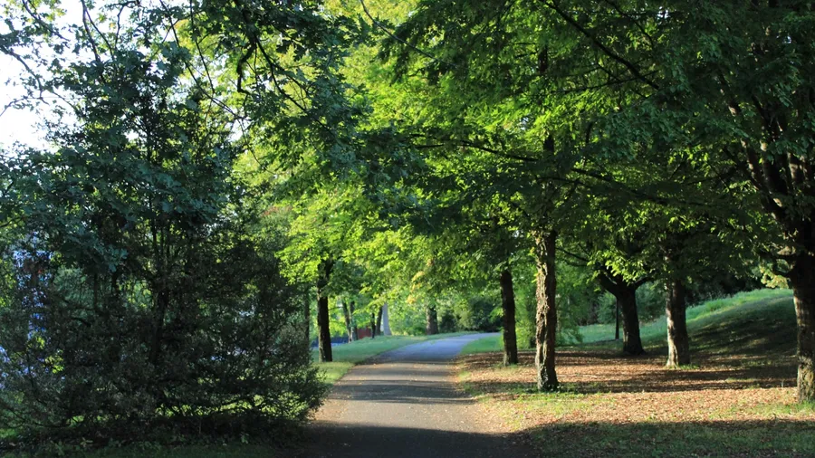 Sunlight filters through leafy canopy onto winding park path, casting dappled shadows in tranquil green.