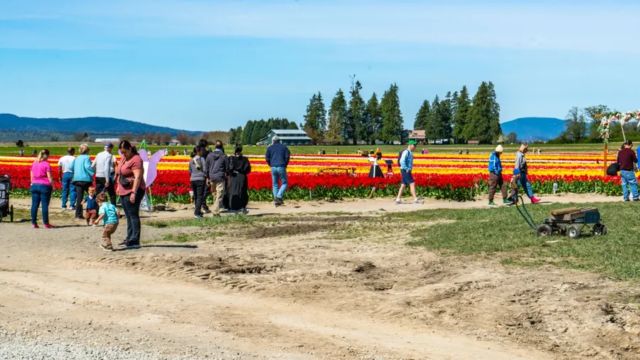 Mount WA., USA April 14th 2025: People enjoy colorful flowers at the Skagit Valley Tulip Festival in Mount Vernon, Washington.