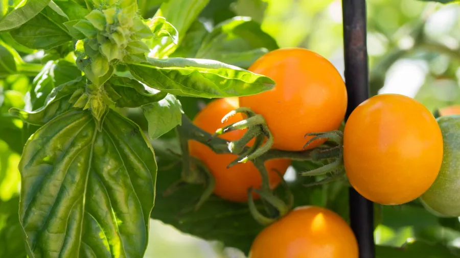 Genova basil and sungold tomatoes growing together in a garden using companion planting.