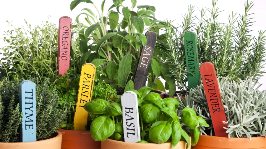 Different edible plants grown with markers in terracotta pots.
