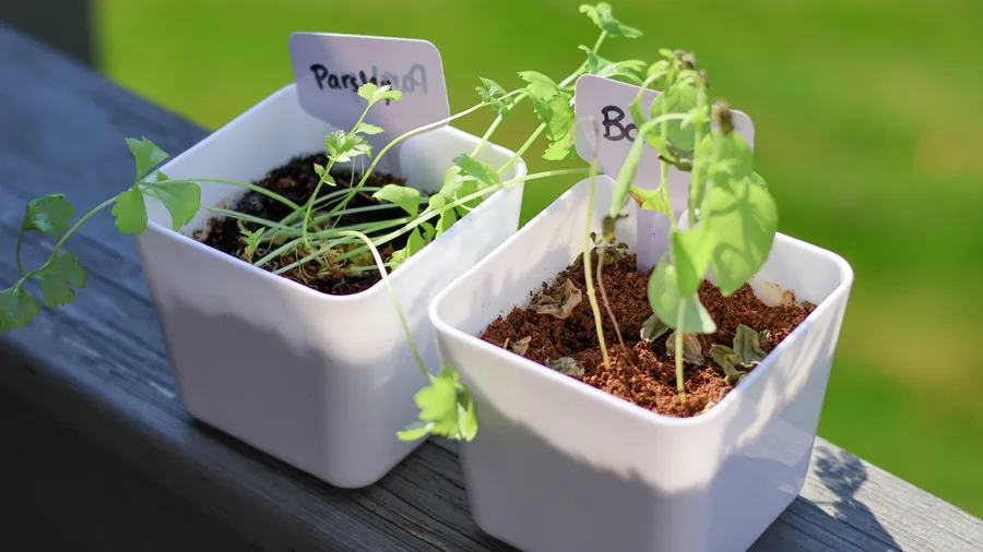 Seedlings of parsley and basil growing in labeled white pots.