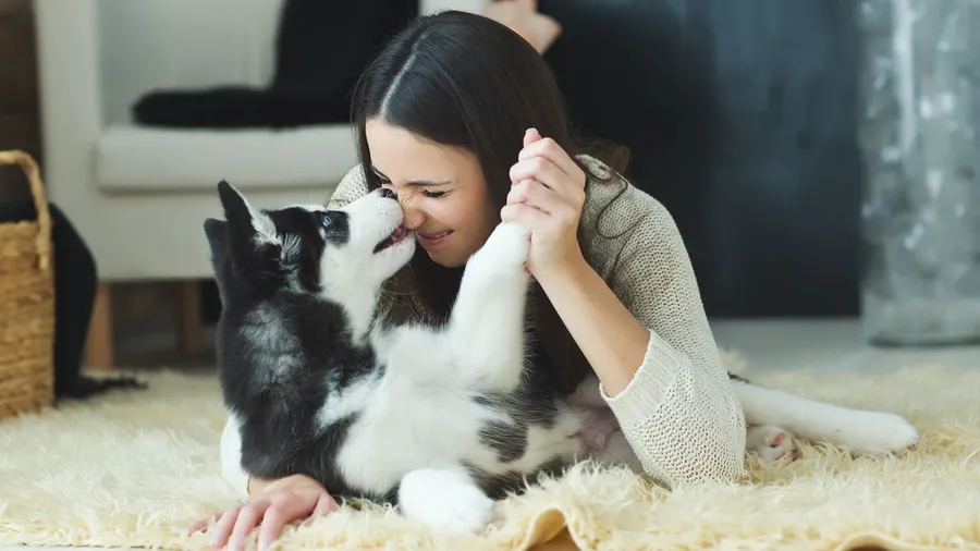 A woman lying on a rug playing with a black and white puppy.