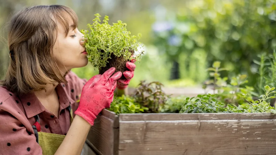 A woman wearing red gloves is smelling a small plant above a wooden planter box with various other plants.