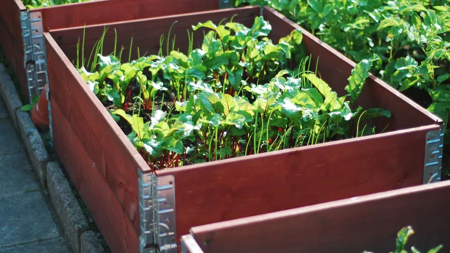 Wooden planters in a garden with vegetables and herbs growing in them.