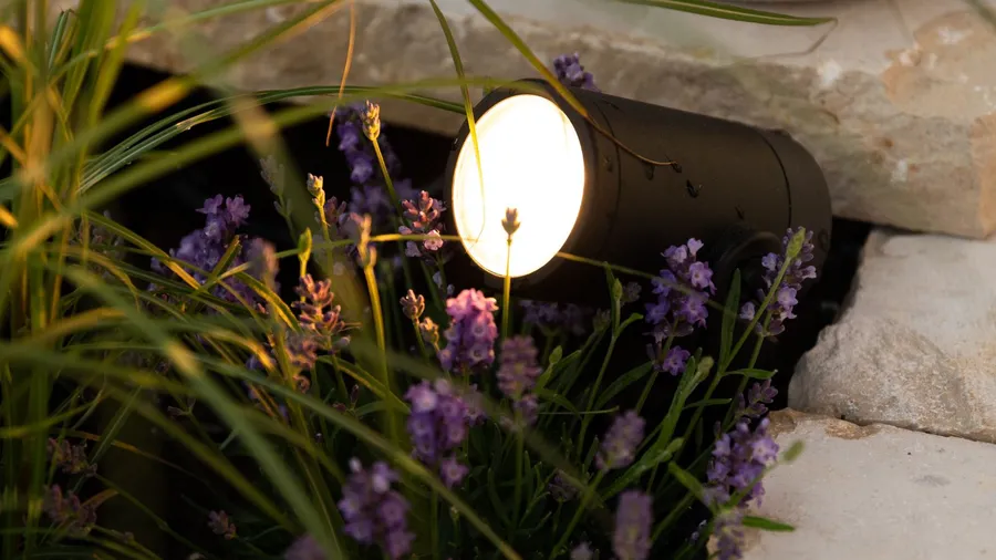 A spotlight in a garden between rocks and flowers.
