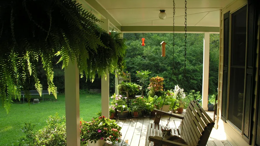 A shady porch with hanging ferns and a wooden swing bench surrounded by different plants.
