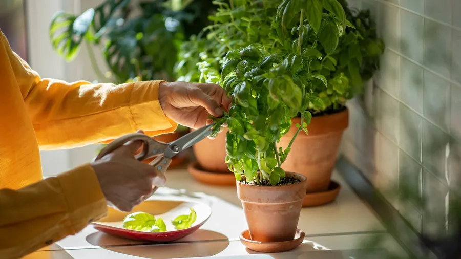 A woman cutting fresh herbs from a terracotta planter on a kitchen countertop.